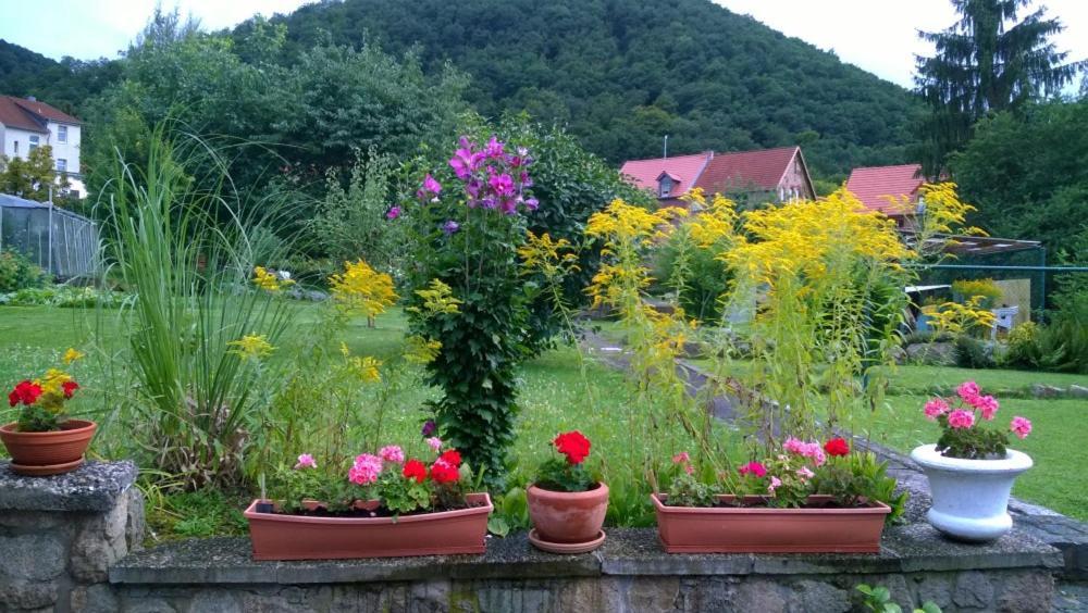 Ferienwohnung Bergblick - Inklusive Bodetal Therme Thale Eksteriør bilde